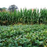 Learning how to do more with the seed, beyond its traits, is becoming another facet of precision agriculture.