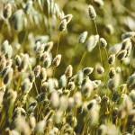 canary seed