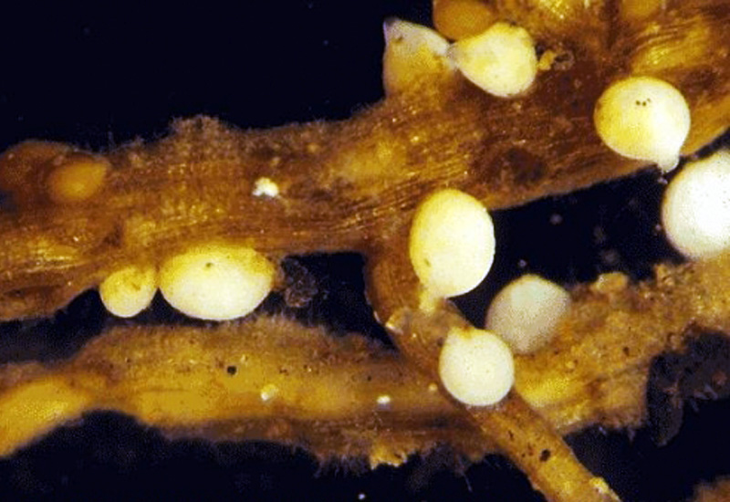 soybean root infected by cyst nematode