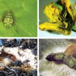 insects