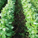 weeds in soybean field