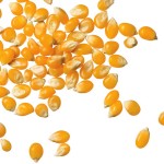 Brave new world of corn
