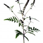 Thinkstock