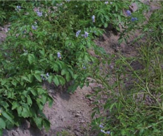 S. tarijense F1 hybrids beside a normal cultivated potato (S. tuberosum).