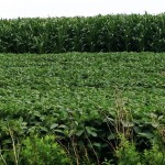 soybean field