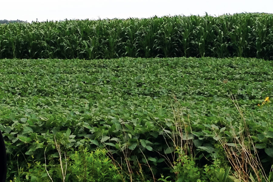 soybean field