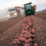 potatoes laying in a field