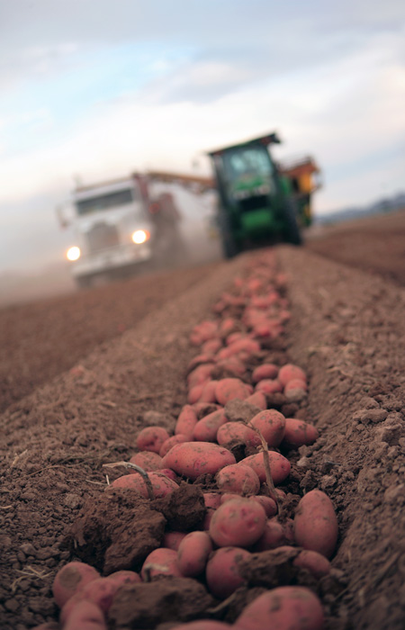 potatoes laying in a field