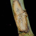Stem lesions are dirty white and usually dotted with numerous small, black pycnidia — the tiny dark specks.
