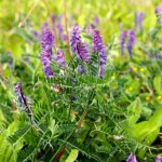 A flowering tufted vetch plant found in the untreated control area.