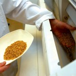 Health markets could boost food barley sales if Cigi's project succeeds.