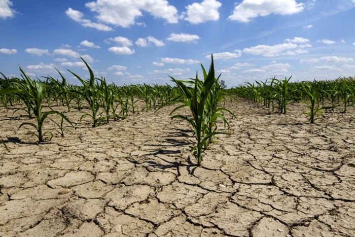 Catch-22: The all-out race to grow more high-price corn has damaged Iowa’s soils, making its farms more vulnerable to drought and yield loss