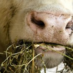 Sustainability on the hoof