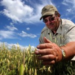 man in an oat field