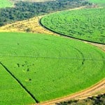 a circular, irrigated crop in Zambia