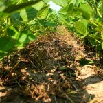 soybean plants after herbicide application