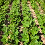 rows of soybean plants