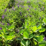 tufted vetch weeds in soybeans
