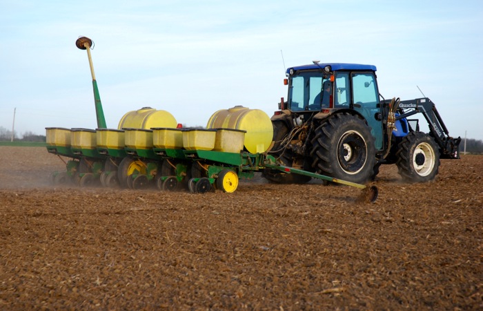 corn seeding in a field