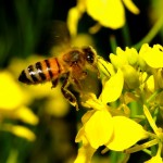 Even where neonics have been banned, bee populations are still in trouble.