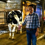 man in barn with dairy cow