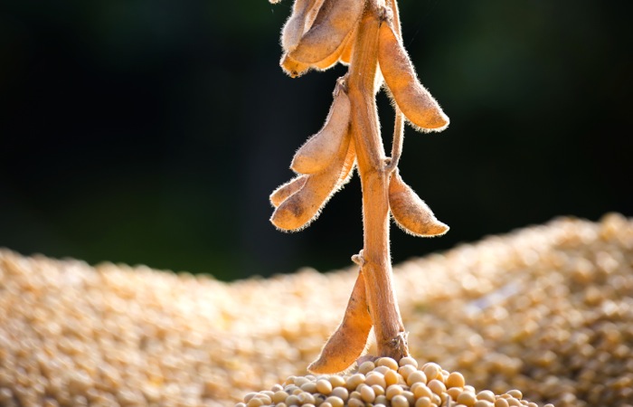 soybeans