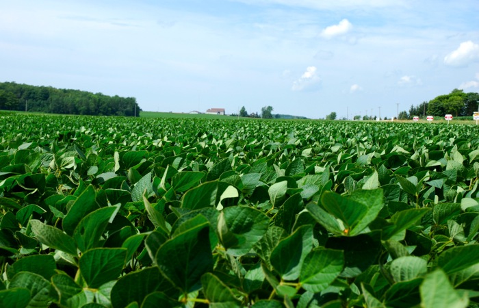 soybean field