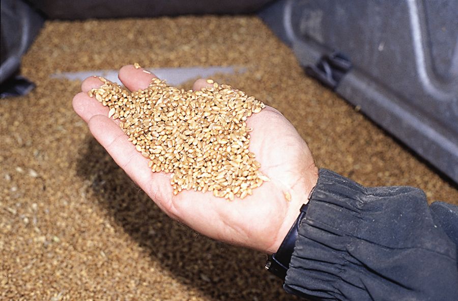 grain in hand