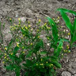 nipplewort weed