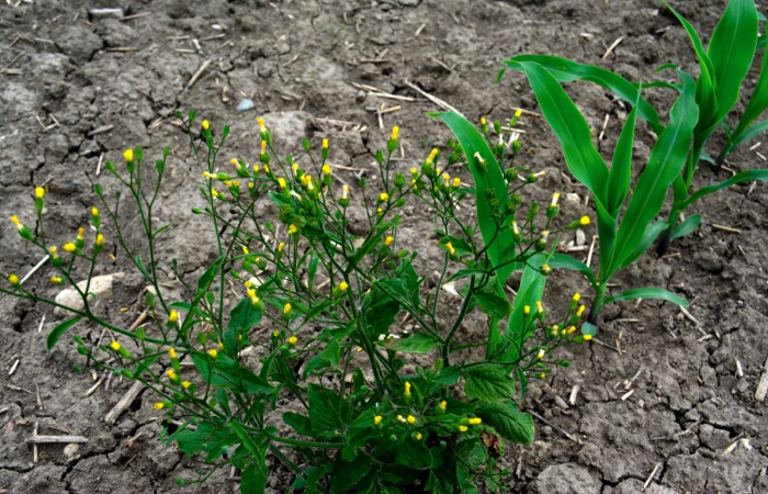 nipplewort weed