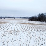 winter snow on a field