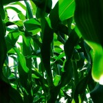 corn crop