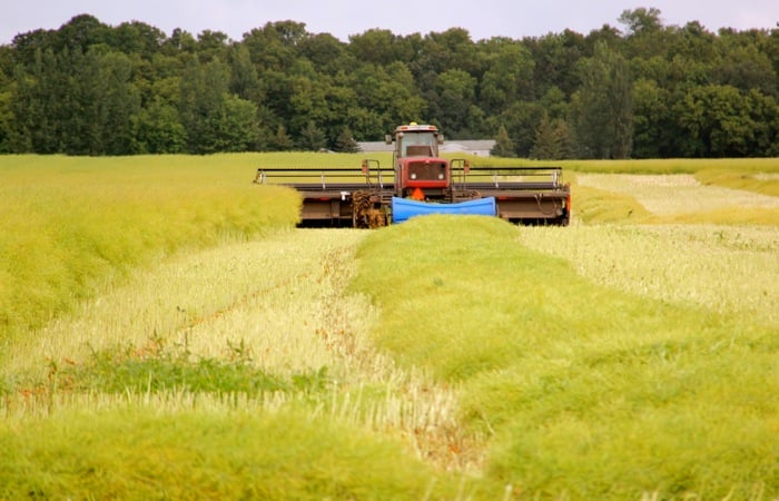 swathing canola