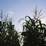 ”It‘s a long time until the 2015 harvest. There will surely be viable marketing opportunities ahead.“ – Philip Shaw