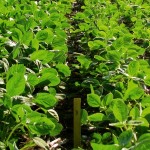“I think every field in the province – every year – should get an inoculant. It doesn’t hurt, and there’s a small net benefit to the producer for doing that on every field, every year.” – Horst Bohner, OMAFRA