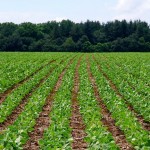 soybean plants in a field