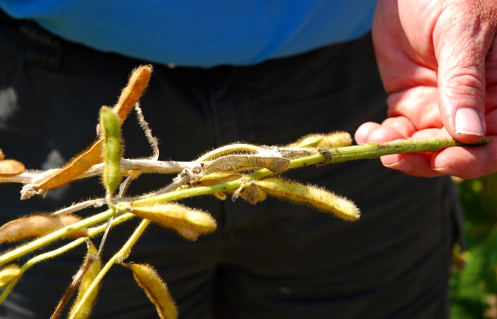 white mould on soybeans