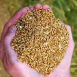 handful of grain