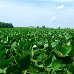 One emerging dynamic is that soybeans are replacing canola, especially in areas prone to wet conditions and flooding.