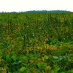 Researchers at the University of Guelph are engaged in mapping the soybean genome in such a way that it will enable breeders to select for more of the desirable traits for future varieties.