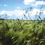 wild oats