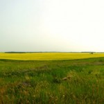panoramic view of a canola field