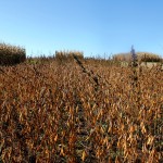 A relatively clean field of soybeans at harvest with some pigweed escape. It would be great if we could destroy these seeds before they hit the ground.