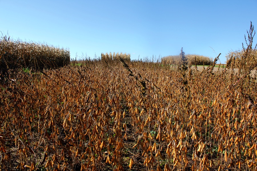 A relatively clean field of soybeans at harvest with some pigweed escape. It would be great if we could destroy these seeds before they hit the ground.