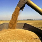 Combine discharging grain from auger
