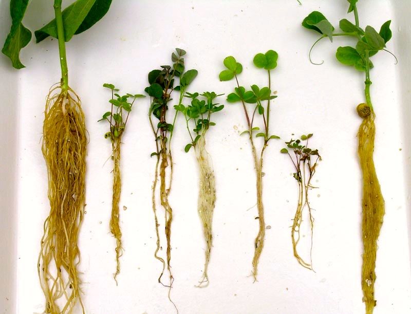 Root rot in pea plants