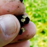 sclerotia fungus in soil