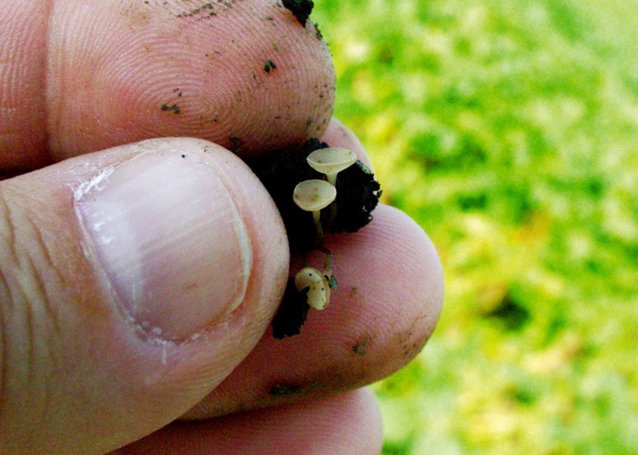 sclerotia fungus in soil