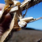 black sclerotia on a soybean pod