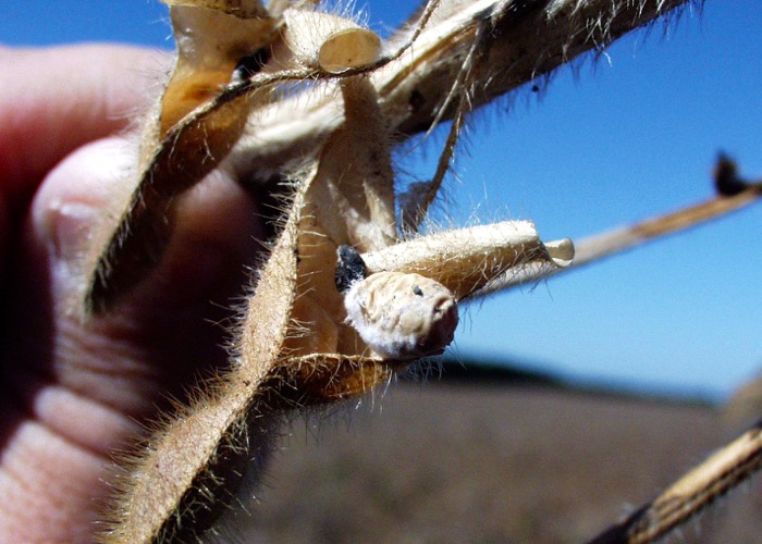 black sclerotia on a soybean pod